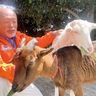 ｢ヤギえんちょう｣出勤中　入船公園で今年も