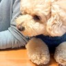 どうしても家族団らんに混ざりたい犬…仲間に入れてもらえない時にする『拗ね方』が可愛すぎると17万再生「子供にしか見えないｗ」「癒される」