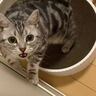 大好きなママが帰宅した次の瞬間、猫が…まさかの『熱烈すぎるお出迎え姿』が131万再生「ママって言ってる」「すっ飛んで帰りたくなるやつ」