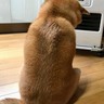 叱られてしょんぼり……哀愁漂いまくりな柴犬の背中