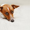 愛犬が病気になる『絶対NGな生活環境』4選　体調不良の原因や対策まで