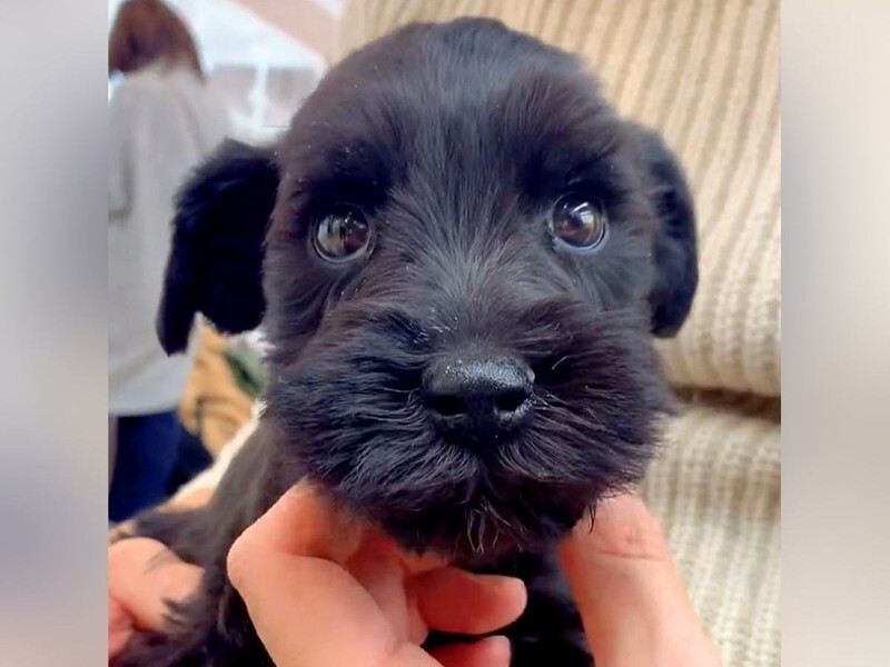 小型犬を飼った』と思っていたら、数年後…想定外すぎる『衝撃の