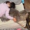 3歳児に抱きしめられたまま『寝落ちされてしまった子猫』…予想外の反応が可愛すぎると笑顔になる人続出「普通は逆よねｗ」「仲良しだｗ」