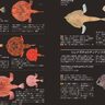 研究者19人の知見が詰まった『日本の深海魚図鑑』ブックレビュー　マニアも驚く美麗な標本写真と唯一無二の解説