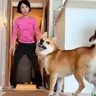 犬とボール遊びをしていたら、突然嫁が現れて…思いがけない『華麗なコンビネーション』が14万再生「可愛くて笑ったｗ」「素敵な家族」と絶賛