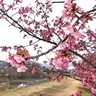 河津桜まもなく満開　厚木市の小鮎川沿いなど