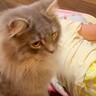 床で爆睡している小さな女の子→飼い猫が発見し、次の瞬間…予想外の『可愛すぎる行動』に「信頼してる証だね」「気づいてないｗ」と反響