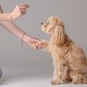 愛犬と楽しみながらできる『ハズバンダリートレーニング』　初心者でもできる3つのステップをご紹介