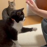 猫に『ハイタッチ』を教えてみた結果…まさかの行動をとる姿が面白すぎると絶賛の声「腹筋崩壊レベルｗ」「可愛過ぎて声出たｗ」