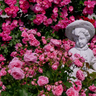 鮮やかな花色と香りを楽しんで♡　豊富町『姫路ばら園』が5月10日にシーズンオープン　姫路市