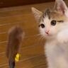 134万表示突破『おもちゃに挑む赤ちゃん猫』を見ていたら…あまりにも愛おしい『まさかの光景』に「11回ｗｗ」「めっちゃ笑ってしまった」