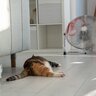 猫が快適に過ごせる『夏場の部屋』とは？やっておくべき5つの対策