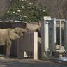 【安佐動物公園】日本初！マルミミゾウが妊娠！23年間の軌跡｜地球派宣言