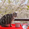 猫にはアブナイ『春の行事』3選　気の緩みで猫を危険な目に合わせないための対策