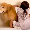 子供2人が喧嘩をしたら、大型犬が…感動的な『優しすぎる対応』が17万再生「心のよりどころ」「私も犬に抱きついて泣いた」共感と絶賛の声