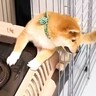 まるで『忍者』のような赤ちゃん犬…？ケージからの脱出劇とまさかの『行方不明になる様子』が7万再生「恐るべし」「雲隠れの術」と爆笑