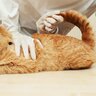 猫の『脱肛』ってなに？　主な症状や発見したときの対処法を解説