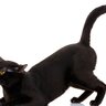 猫が『お尻を高く持ち上げている』ときはどんな気持ち？4つのパターンを解説　満点な応え方も！