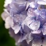 【時候の挨拶】6月上旬・中旬・下旬に使える表現と例文まとめ