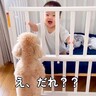 犬が暮らす家に『人間の赤ちゃんが産まれた』結果…感動的すぎる『家族のストーリー』が71万再生「素敵な話…泣いた」「本当に賢い子」と絶賛