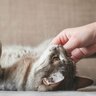 『健康な猫』を見極める方法は？歯や目など、チェックすべき6つのポイント