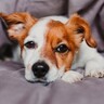 犬がみせる『寂しかった』サイン４選　孤独を感じさせないために飼い主ができる対策とは？