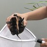 身近な水辺に棲息している＜クサガメ＞　他のカメとの見分け方は？