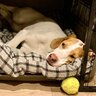 犬に負担となる『NG行為』5選　今日から改善すべき飼い主のタブー行為や注意点まで