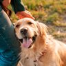 犬が大喜びする『飼い主の行動』6選　愛犬からの好感度を高める秘訣やポイントまで