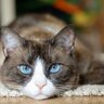 猫の『信頼度』をチェックするための4つの項目　あなたは愛猫にどれくらい心を許されている？