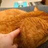 寝ている猫の背中を『つんつん』と触ってみたら…予想外の鳴き声が可愛すぎると217万再生「何度でも聞きたくなるね」「起動音？ｗ」＜海外＞