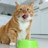 愛猫のための正しい『キャットフード』の選び方5つ　健康な体はいい食事が作る！