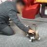 出張から帰ってきた飼い主夫婦→寂しがっていた猫たちと"感動の再会"かと思いきや……想定外だった『まさかの対応』に「笑った」「あるあるｗ」