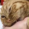 『ン"ミャアアア』甘えてきた猫を飼い主さんが撫でたら…まさかの『鳴き声』が551万表示「予想外すぎて可愛い」「天使がいる」と話題に