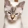 『やせ細った保護猫』を家族に迎えて大切にお世話した結果…想像を超える『劇的なビフォーアフター』に「誰ってほど変わったｗ」「予想以上ｗ」