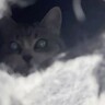 「ソファ下に居たはずの猫」を探したら衝撃の『秘密基地誕生』…爆笑の攻防戦が1.9万再生「神回ｗｗ」「確かこのソファーはお高いと…」