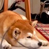 掃除中、犬が動いてくれないので無視して続けた結果…頑固過ぎる『まさかの光景』が31万再生「絡まってるの草」「確固たる強い意志を感じるｗ」