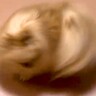 ポメに『ごはん食べる？』と聞いた結果→嬉しすぎて『衝撃のスピードが出る光景』に爆笑「高速お掃除ロボかとｗ」「すごすぎる」と26万再生