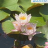 鳥取砂丘近くの穴場スポット、小さな池でスイレンが見ごろ！水面の花畑を間近で眺めるカヤックツアーも｜鳥取県鳥取市