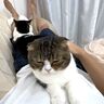 激務を終えたパパが横になったら　猫2匹による癒しサービスでみるみる回復！