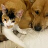 『犬用ベッドを猫が陣取って…』犬がとった『優しすぎる解決法』が111万再生「優しいなあ」「はみでちゃったｗ」「最後は一緒ｗ」の声