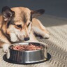 犬が夏に食欲減退してしまう3つの理由とは？夏バテ対策できるご飯の工夫やポイントを抑えておこう