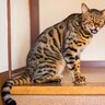 愛猫があなたに一生懸命『話しかけてくる』ときの心理3選　鳴き続けるときの対処法も