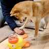押したらオヤツが出るおもちゃに犬が苦戦していたら…まさかの『協力を仰ぐ光景』が癒されると192万再生「ちょんってするの最高ｗ」と絶賛