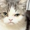 ムスっとした表情をしている猫→『理由』は……？まさかの瞬間が可愛すぎると71万再生「にゃんとも言えないｗ」「抱きしめたいかわいさ」