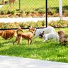 『ドッグランに行ってはいけない犬』の特徴４選　他犬を危険に晒す要注意ワンコの共通点とは…