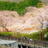 【北海道の絶景】ふんわりとした桜色に包まれて…スズメも見守る春　函館・松前町の写真７選