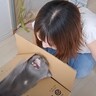 猫に段ボール箱で遊んでほしいママ→入った瞬間に閉めたら…まさかの『反撃にあう様子』が微笑ましいと3万再生「ネコだねｗ」「照れ隠しの愛情」