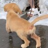 大型犬姉妹が2年ぶりに海へ行った結果→2年前と現在の光景に絶賛「個性あって面白いｗ」「めっちゃ可愛い」と8万再生の反響