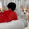 『超デカい段ボール』が苦手な犬２匹→息子に助けを求めた結果…尊すぎる『ポジション争い』が213万再生「安全地帯ｗ」「可愛い」と絶賛